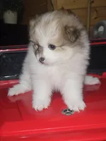 Female 1, a female Pomeranian for sale in Buckeye, AZ – Photo 6 of 6