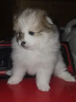 Female 1, a female Pomeranian for sale in Buckeye, AZ – Photo 3 of 6