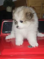 Female 1, a female Pomeranian for sale in Buckeye, AZ – Photo 5 of 6