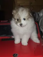 Female 1, a female Pomeranian for sale in Buckeye, AZ – Photo 4 of 6