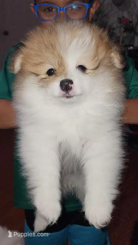 Female 1 – Pomeranian puppy for sale in Buckeye, AZ