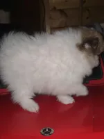 Female 1, a female Pomeranian for sale in Buckeye, AZ – Photo 2 of 6