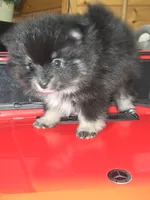 Male 1, a male Pomeranian for sale in Buckeye, AZ – Photo 4 of 4