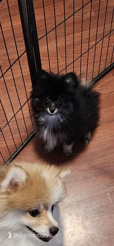 Male 1 – Pomeranian puppy for sale in Buckeye, AZ