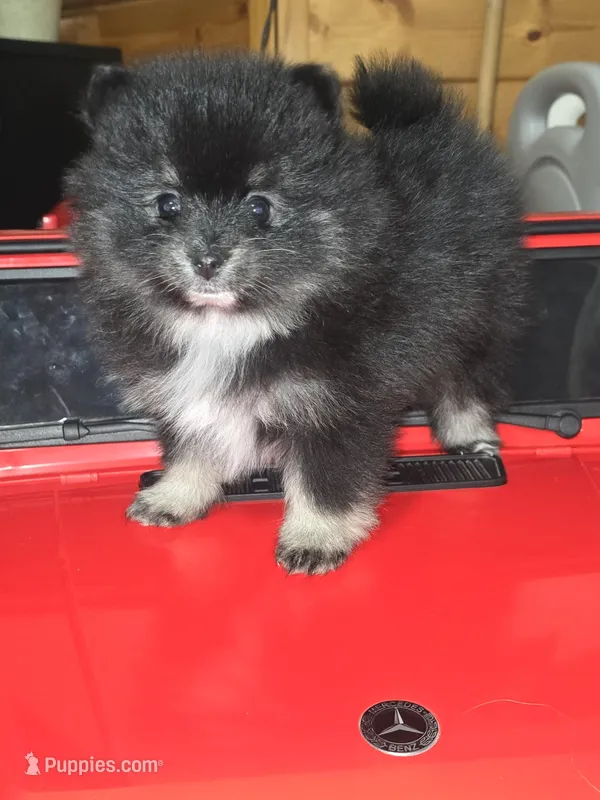 Male 1 – Pomeranian puppy for sale in Buckeye, AZ