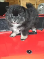 Male 1, a male Pomeranian for sale in Buckeye, AZ – Photo 3 of 4
