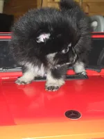 Male 1, a male Pomeranian for sale in Buckeye, AZ – Photo 2 of 4