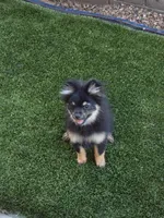 Jr, a male Pomeranian for sale in Buckeye, AZ – Photo 5 of 5