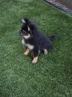 Jr, a male Pomeranian for sale in Buckeye, AZ – Photo 4 of 5