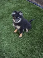 Jr, a male Pomeranian for sale in Buckeye, AZ – Photo 2 of 5