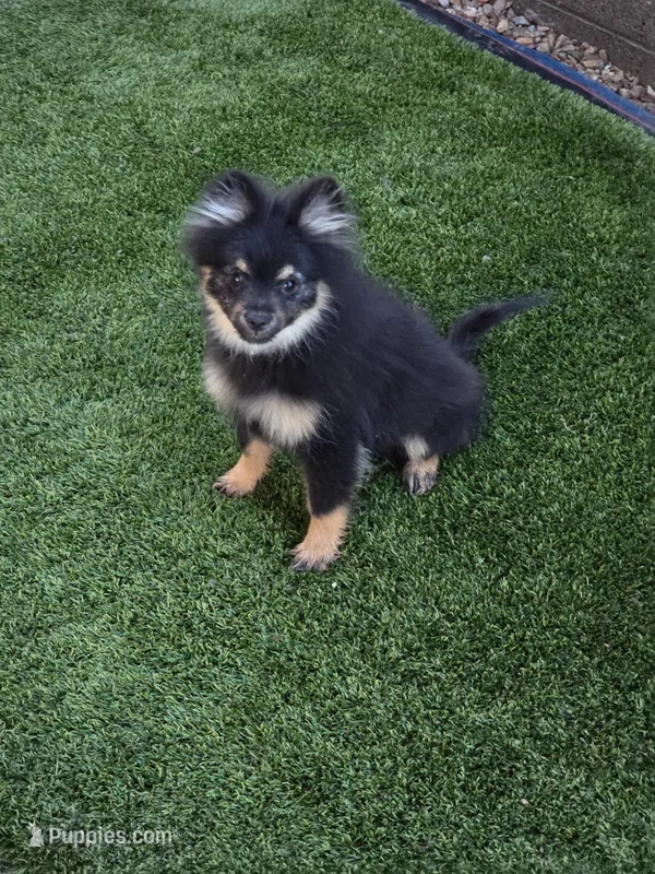 Jr – Pomeranian puppy for sale in Buckeye, AZ