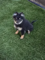 Jr, a male Pomeranian for sale in Buckeye, AZ – Photo 1 of 5