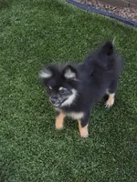Jr, a male Pomeranian for sale in Buckeye, AZ – Photo 3 of 5