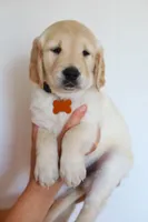 Yellow female , a female Golden Retriever for sale in Beggs, OK – Photo 3 of 3