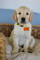 Yellow female , a female Golden Retriever for sale in Beggs, OK – Photo 1 of 3