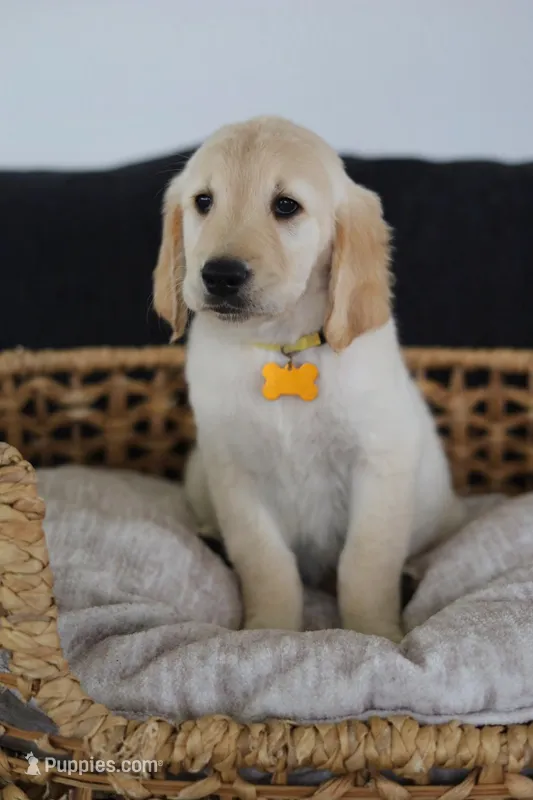 Yellow female  – Golden Retriever puppy for sale in Beggs, OK