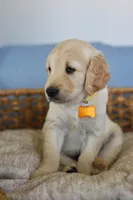 Yellow female , a female Golden Retriever for sale in Beggs, OK – Photo 2 of 3