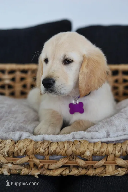 Purple male – Golden Retriever puppy for sale in Beggs, OK