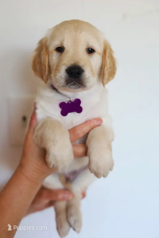 Purple male – Golden Retriever puppy for sale in Beggs, OK