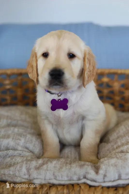 Purple male – Golden Retriever puppy for sale in Beggs, OK