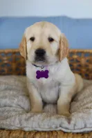 Purple male, a male Golden Retriever for sale in Beggs, OK – Photo 1 of 2