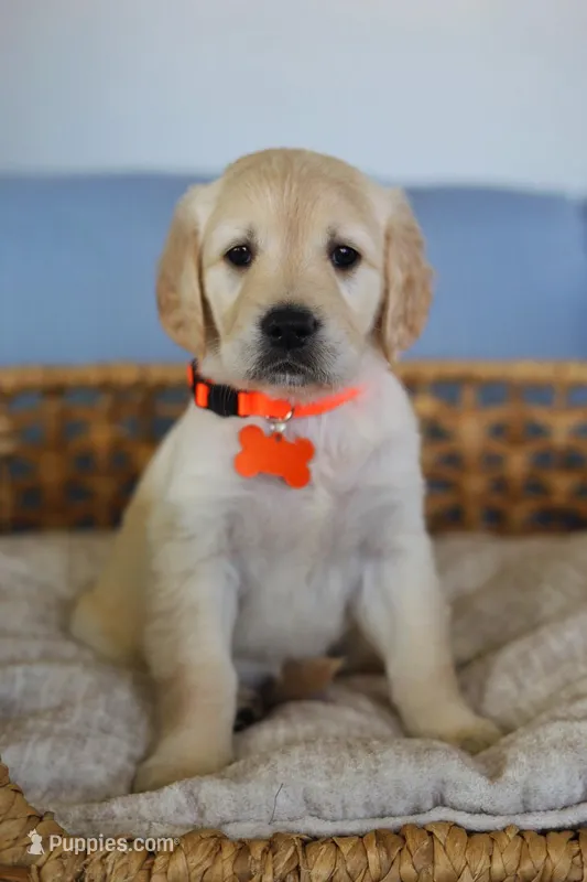 Orange female  – Golden Retriever puppy for sale in Beggs, OK