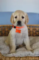 Orange female , a female Golden Retriever for sale in Beggs, OK – Photo 1 of 3