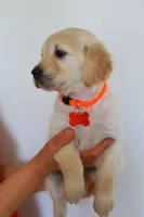 Orange female , a female Golden Retriever for sale in Beggs, OK – Photo 3 of 3