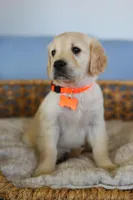 Orange female , a female Golden Retriever for sale in Beggs, OK – Photo 2 of 3