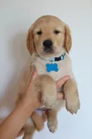 Light blue male, a male Golden Retriever for sale in Beggs, OK – Photo 4 of 4