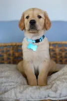 Light blue male, a male Golden Retriever for sale in Beggs, OK – Photo 1 of 4