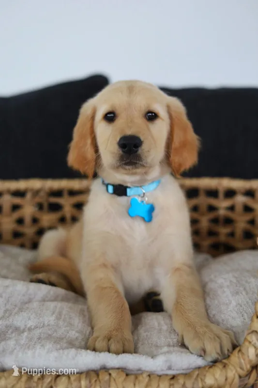 Light blue male – Golden Retriever puppy for sale in Beggs, OK