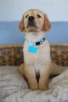 Light blue male, a male Golden Retriever for sale in Beggs, OK – Photo 2 of 4