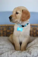 Light blue male, a male Golden Retriever for sale in Beggs, OK – Photo 3 of 4