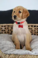 Red female , a female Golden Retriever for sale in Beggs, OK – Photo 2 of 5