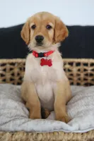 Red female , a female Golden Retriever for sale in Beggs, OK – Photo 4 of 5