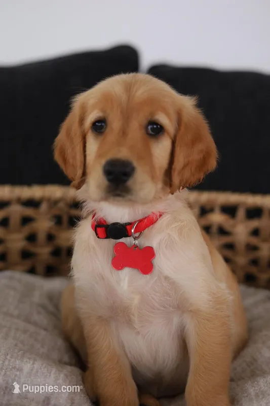 Red female  – Golden Retriever puppy for sale in Beggs, OK