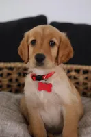 Red female , a female Golden Retriever for sale in Beggs, OK – Photo 1 of 5