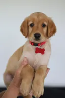 Red female , a female Golden Retriever for sale in Beggs, OK – Photo 3 of 5