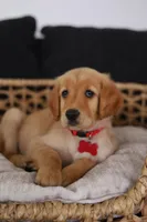 Red female , a female Golden Retriever for sale in Beggs, OK – Photo 5 of 5