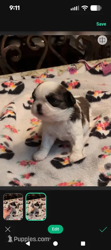 Ariel, a female Shih Tzu for sale in Lee's Summit, MO – Photo 1 of 4