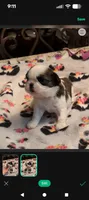 Ariel, a female Shih Tzu for sale in Lee's Summit, MO – Photo 1 of 4