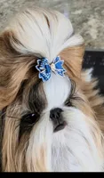 Ariel, a female Shih Tzu for sale in Lee's Summit, MO – Photo 3 of 4