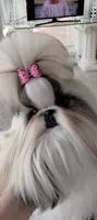Ariel, a female Shih Tzu for sale in Lee's Summit, MO – Photo 4 of 4