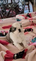Alicia , a female Shih Tzu for sale in Lee's Summit, MO – 2 of 4