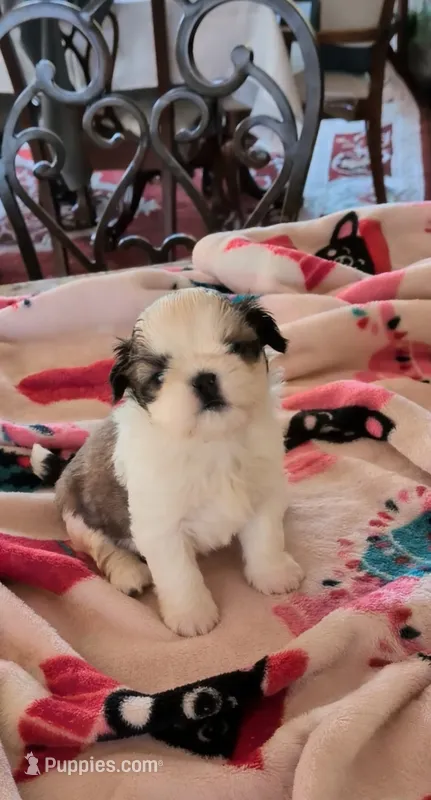 Alicia  – Shih Tzu puppy for sale in Lee's Summit, MO