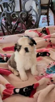 Alicia , a female Shih Tzu for sale in Lee's Summit, MO – 1 of 4