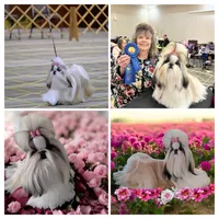 Alicia , a female Shih Tzu for sale in Lee's Summit, MO – 3 of 4