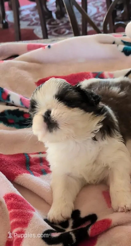 Ariel – Shih Tzu puppy for sale in Lee's Summit, MO