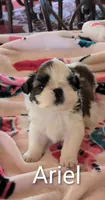 Ariel, a female Shih Tzu for sale in Lee's Summit, MO – 5 of 5
